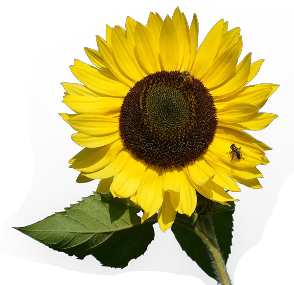 Download Sunflower Png Image For Free Sunflower Card Png Sunflowers Transparent