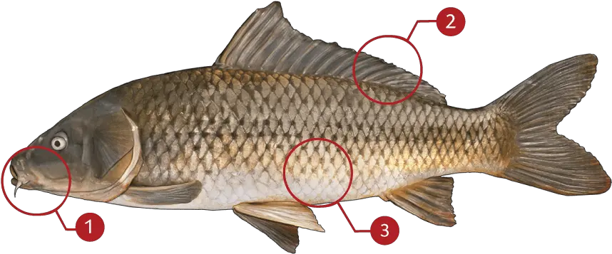 Fish Scales Png Identify Carp Fish Scales Png