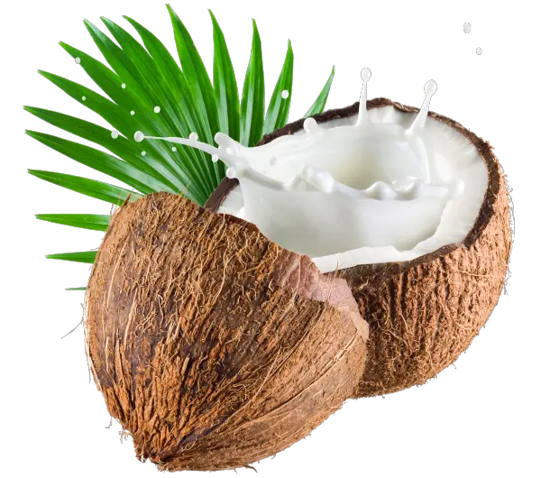 Coconut Png Image Transparent Coconut Milk Png Coconut Png