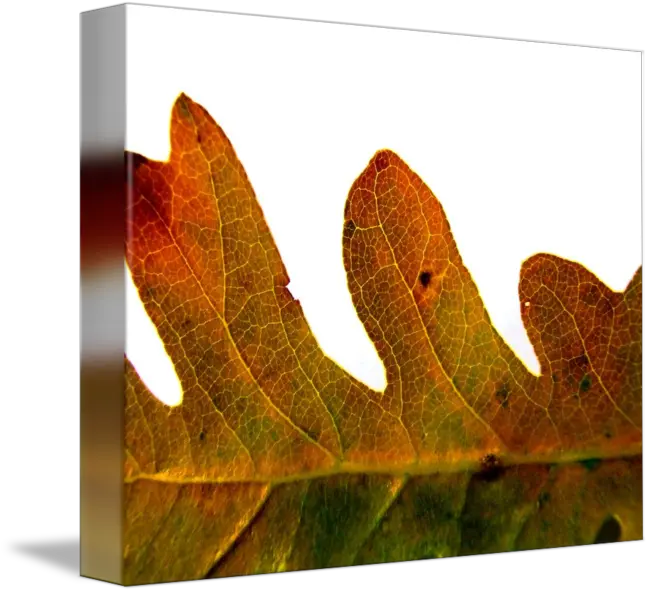 Autumn Oak Leaf By Kristen Fox Plant Pathology Png Oak Leaf Png