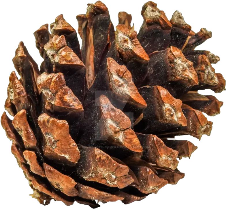 Pine Cone Png Download Image Conifer Cone Pine Cone Png