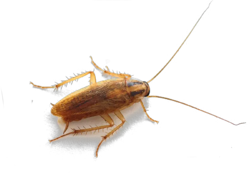 Roach Png Flying Bugs That Look Like Cockroaches Roach Png