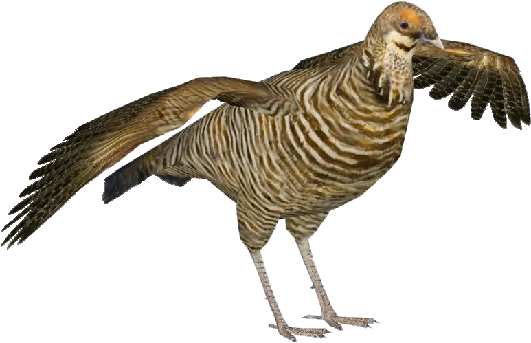 Download Heath Hen F Tragopan Zt2 Png Image With No Turkey Hen Png