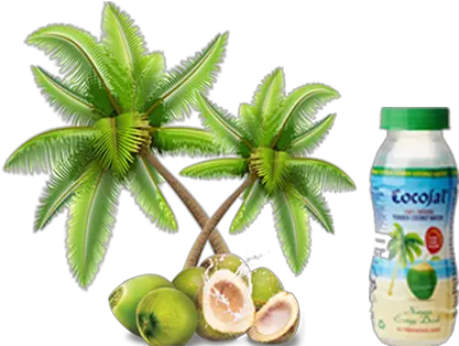 Download Free Png Cocojal Tender Coconut Water Cartoon Coconut Tree Transparent Background Coconut Png