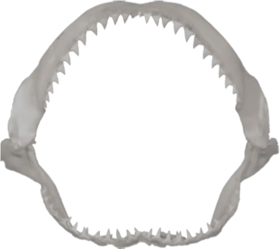 Png Shark Jaws Silhouette Pacific Sturgeon Shark Silhouette Png