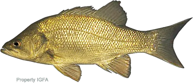 Australian Fresh Water Fish Carp Png Bass Fish Png