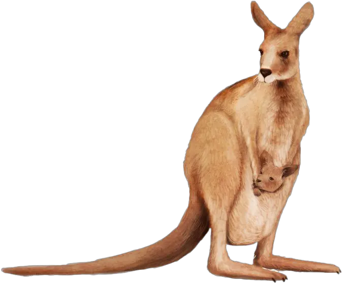 Joey Kangaroo Png Background Image Kangaroo Png Kangaroo Transparent Background