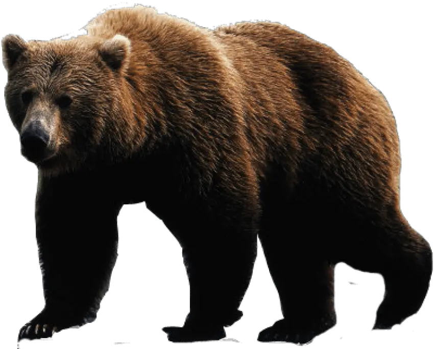 Grizzly Bear Png For Free Download Bear Png Grizzly Bear Png