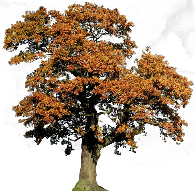 Oak Tree Clipart Oak Png Fall Trees Png