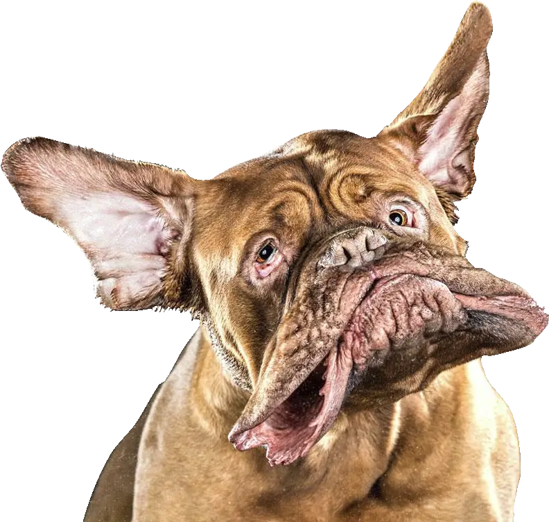Dog Shaking Head Cutouts Png Face Shake Dogs Funny Dog Png