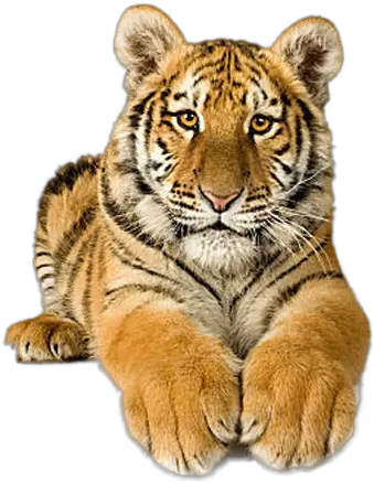 Download Tigres En Movimiento Gif Picsart Png Tiger Full Baby White Begal Tiger Tiger Png