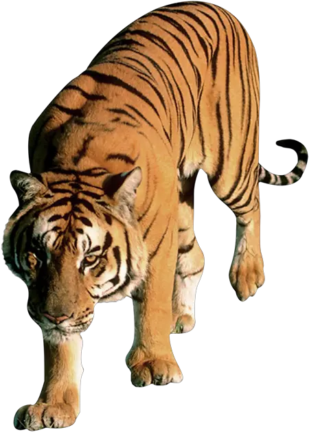 Tiger Png Image Without Background Web Icons High Resolution Tiger No Background Tiger Png