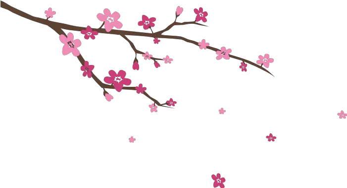 Download Image Blossoms Wall Decal Cherry Blossom Png Cherry Blossom Branch Png