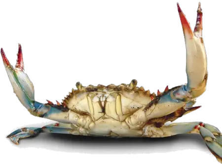 Crab Png File Chesapeake Blue Crab Crab Transparent Background