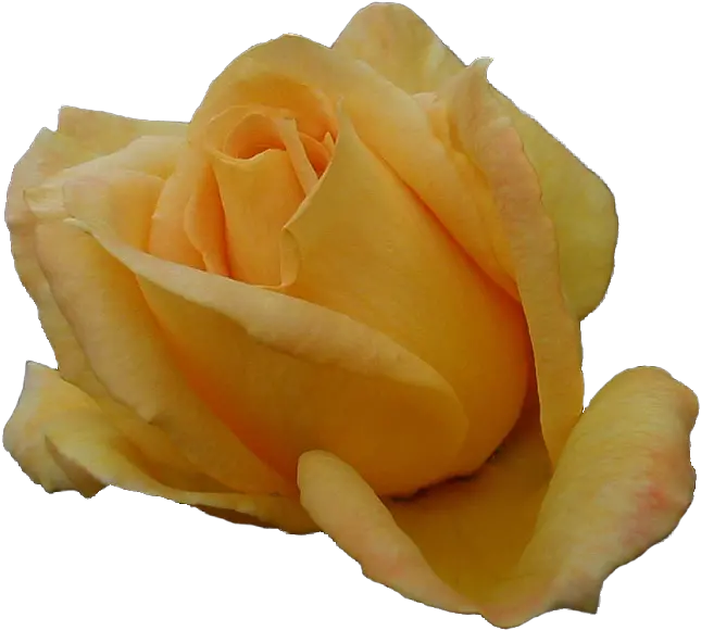 Just Our Pictures Of Roses Site Index Garden Roses Png Yellow Roses Png