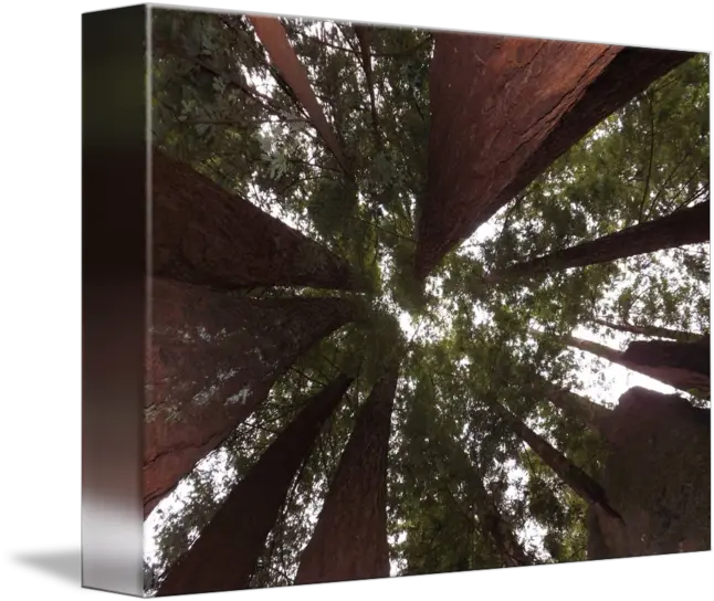 Redwood Tree Canopy Wood Png Tree Canopy Png