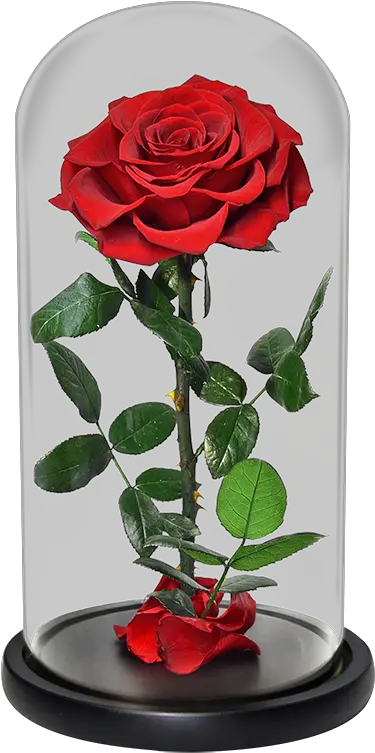 Venta Al Por Mayor Rosas Rojas Grandes Compre Online Los Lovely Png Rosas Rojas Png