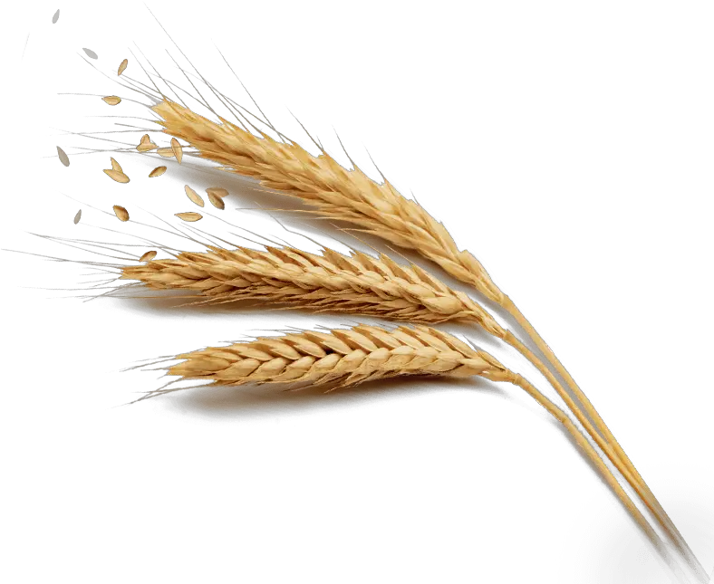 Grain Png Hd Wheat Png Grain Texture Png