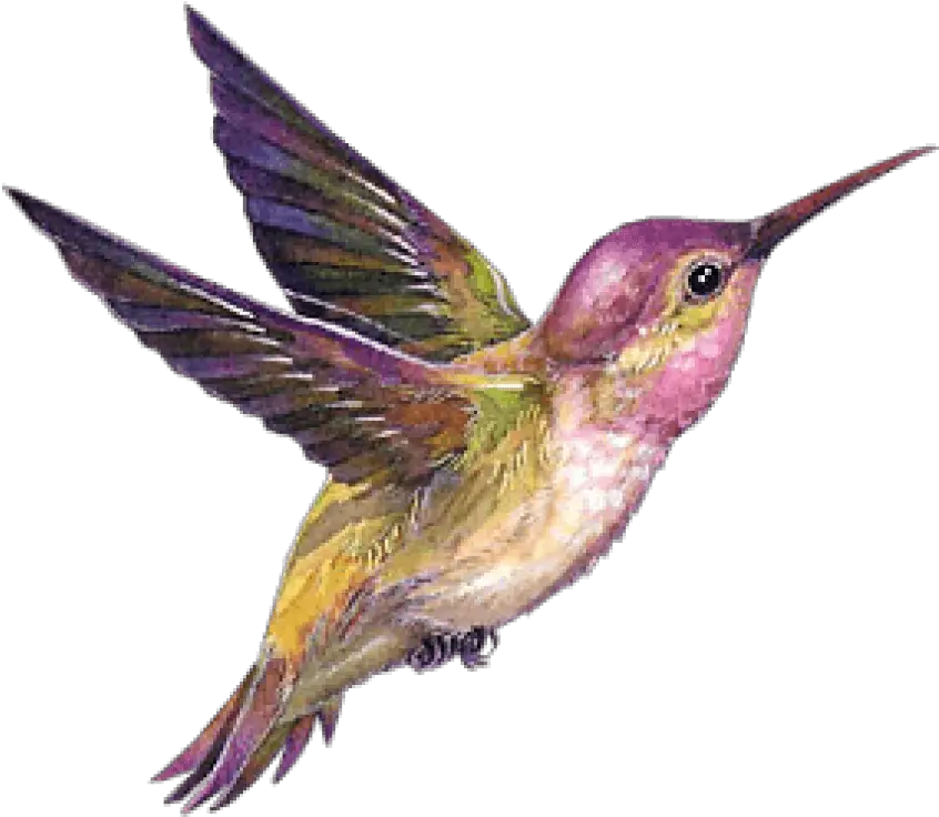 Hummingbird Portable Network Graphics Transparent Background Bird Gif Png Hummingbird Png