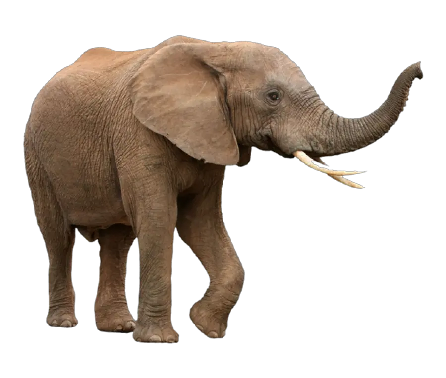 Transparent Elephant Png Free Elephant With White Background Elephant Transparent Background