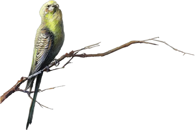 Bird Transparency And Translucency Clip Art Parrot Png Bird Transparency Parrot Transparent