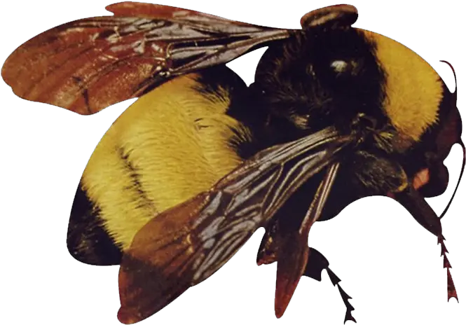 Had Trouble Finding A Good Png Scum Fuck Flower Boy Bee Bees Png