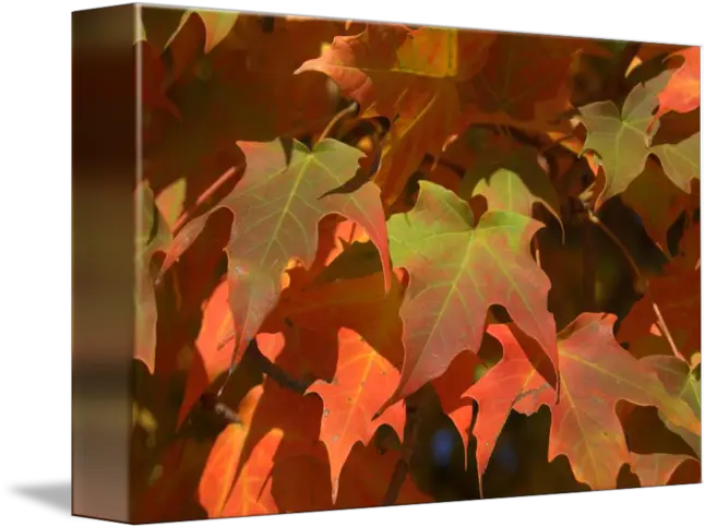 Fall Color By Masako Simmons Maple Leaf Png Fall Leave Png