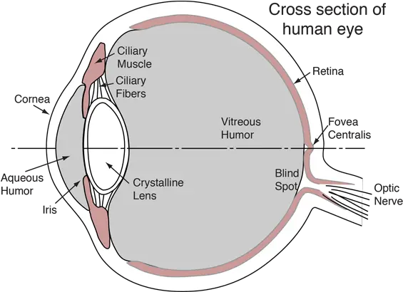 The Human Eye Vitreous Vs Aqueous Humor Png Human Eyes Png