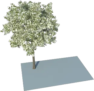 Trees Skatter Leaves Problem Plane Png Group Of Trees Png