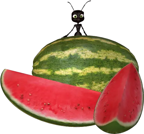 Download Hd Watermelon Clipart Ant Ant With Watermelon Watermelon Png Watermelon Png Clipart