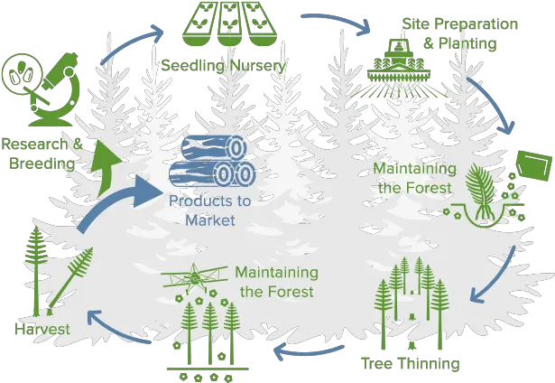 Forestry Company Forest Management U0026 Timber Rayonier Poster Png Group Of Trees Png