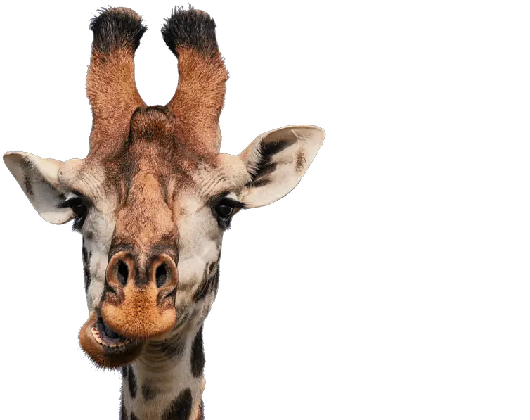 Giraffe Transparent Png Image Get Well Soon Funny Giraffe Transparent