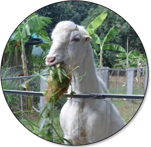 Philippine Statistics Authority Republic Of The Philippines Kinds Of Goat In Philippines Png Goat Transparent Background