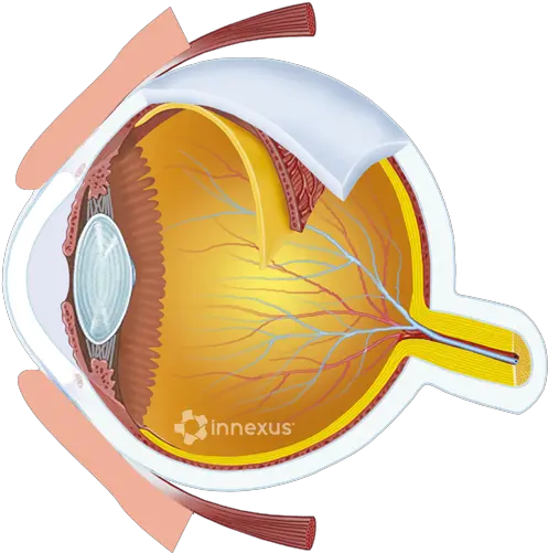Interactive Eye Bogan Eyecare Center Macula Lutea Fovea Centralis Png Eye Ball Png