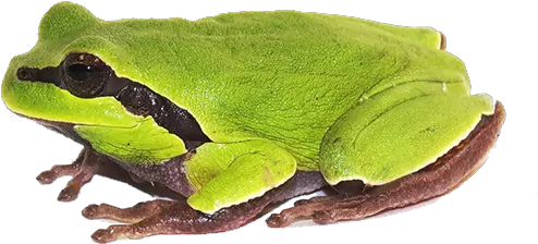Download Amphibian Png Clipart 007 Free Transparent Png Amphibian Png 007 Png