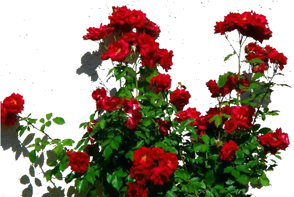 Rosebush Png 1 Image Red Rose Bush Png Rose Bush Png
