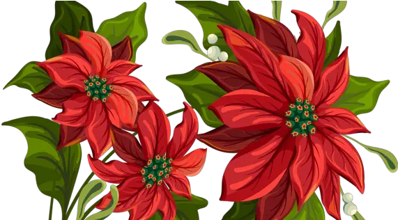 Poinsettia Drawing 600x315 Png Clipart Download Christmas Flower Transparent Background Poinsettia Png