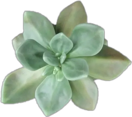 Succulent Green Overlay Greenoverlay Succulent Leaves Png Succulent Transparent Background