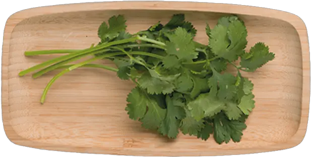 Download 1 Coriander Png Cilantro Png