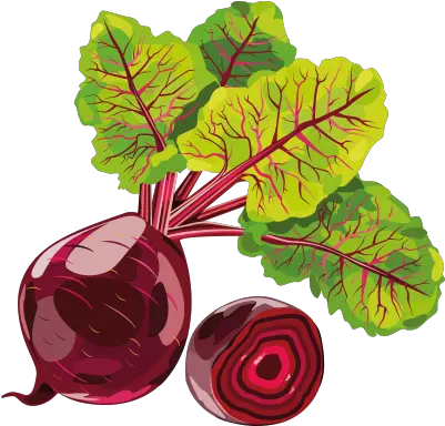 Beet Png And Vectors For Free Download Beetroot Png Beet Png