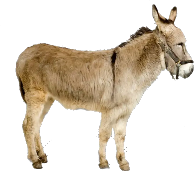 Donkey Psd Official Psds Donkey Images With White Background Png Donkey Transparent