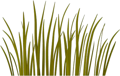 Wheat Texture Png Image Grass For Game Png Grain Texture Png