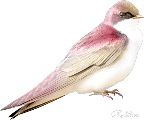Png Bird Transparent Pink Bird Birds Transparent Background png