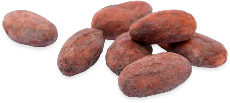 Download Hd Cacao Beans Transparent Cocoa Bean Png Beans Transparent