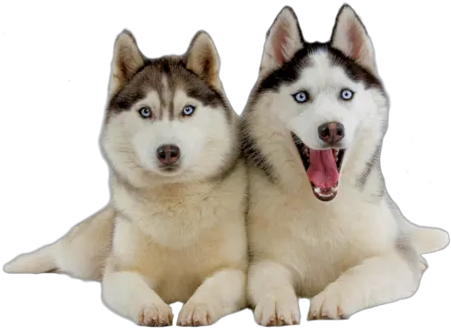 Husky Png Download Hd Wallpapers Husky Puppy Husky Png