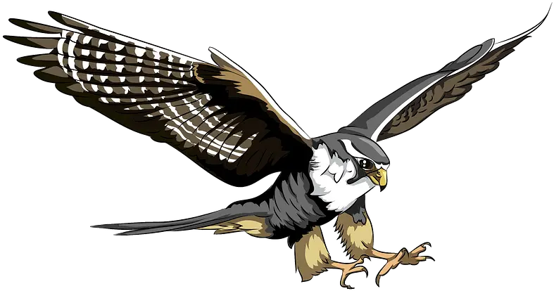 Peregrine Falcon Clipart Peregrine Falcon Clipart Png Falcon Transparent