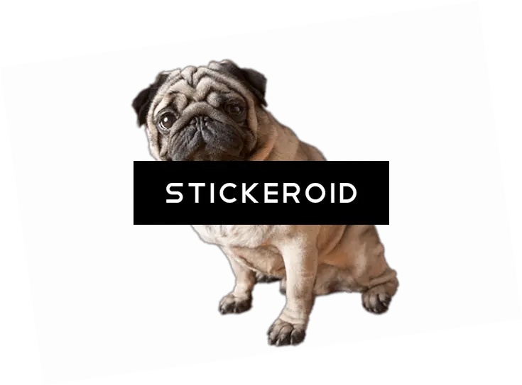 Pug Dog Hd Pic Download Tier3xyz Pugs Png Pug Png