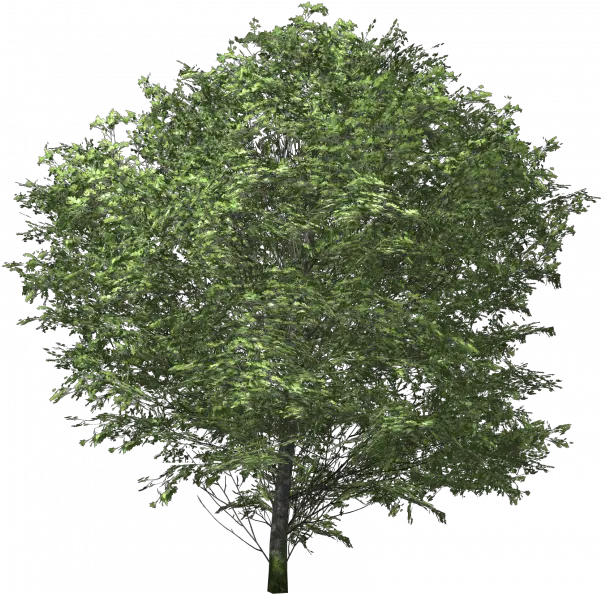 Ash Tree Png Images Transparent U2013 Free Vector Transparent Background Oak Tree Png Ash Png