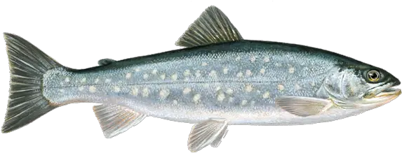 Fish Png Røye Fisk Bass Fish Png