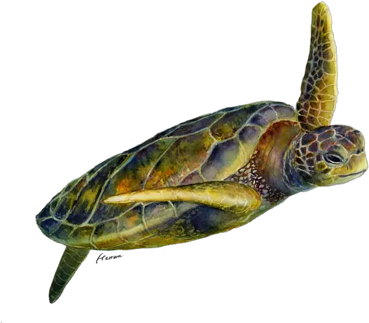 Sea Turtle 2 Solid Background Iphone X Case Sea Turtle 2 Png Turtle Transparent Background